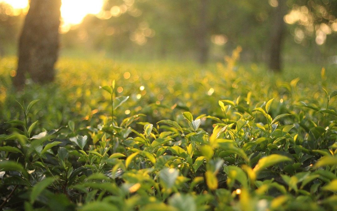 Zelený čaj a jeho účinky na organismus